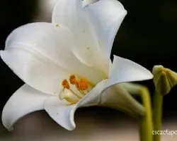 Lilium candidum