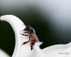 Abeja