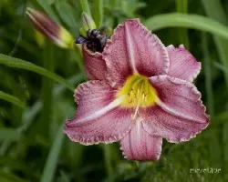 Hemerocallis
