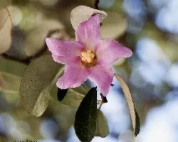 Lagunaria  patersonii 