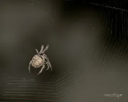 Araña
