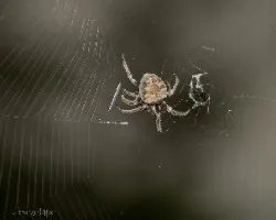 Araña