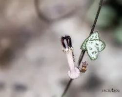 Ceropegia woodii