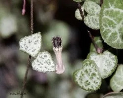 Ceropegia woodii