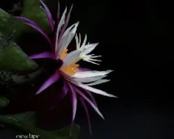 Cryptocereus anthonyanus