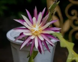Cryptocereus anthonyanus