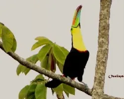 Ramphastos sulfuratus