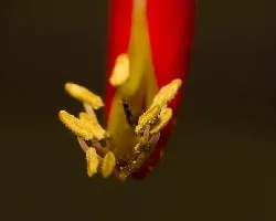 Erythrina crista-galli