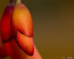 Erythrina crista-galli