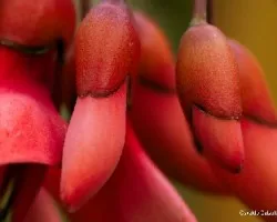 Erythrina crista-galli