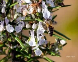 Rosmarinus officinalis