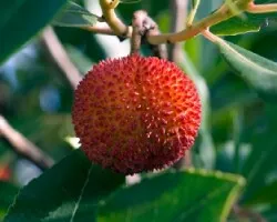 Arbutus unedo