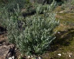 Rosmarinus officinalis