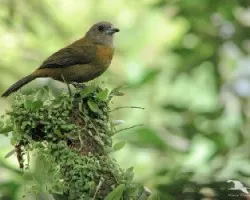 Ramphocelus passerinii