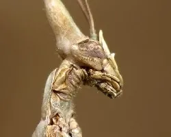 Empusa pennata