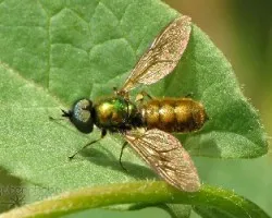 Chloromyia formosa
