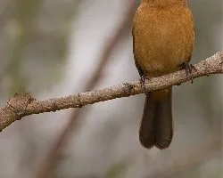 Cyanocompsa brissonii