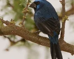 Cyanocompsa brissonii