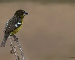 Pheucticus aureoventris