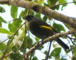 Phainoptila melanoxantha