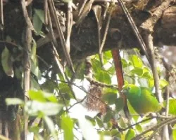 Chlorophonia callophrys
