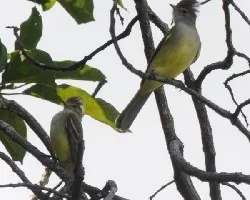 Elaenia flavogaster