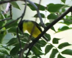 Todirostrum cinereum