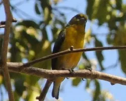 Euphonia hirundinacea