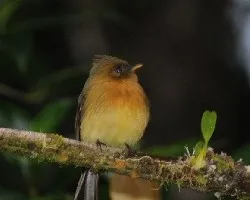 Empidonax atriceps