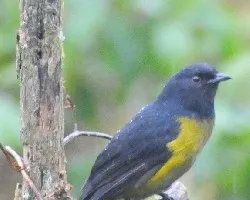 Phainoptila melanoxantha