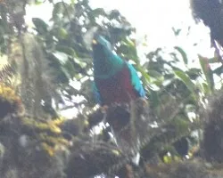 Pharomachrus mocinno