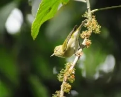 Oreothlypis peregrina