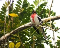 Pheucticus ludovicianus