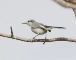 Polioptila albiloris