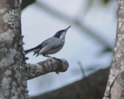 Polioptila albiloris