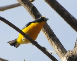 Euphonia hirundinacea
