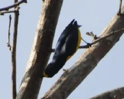 Euphonia hirundinacea