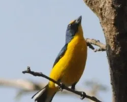 Euphonia hirundinacea