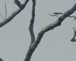 Herpetotheres cachinnans