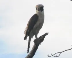 Herpetotheres cachinnans