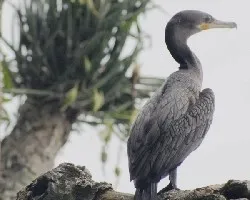 Phalacrocorax brasilianus
