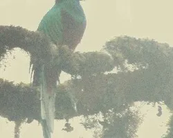 Pharomachrus mocinno