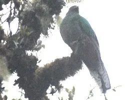 Pharomachrus mocinno