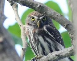Glaucidium brasilianum