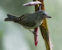 Diglossa plumbea