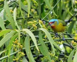 Euphonia elegantissima