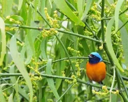 Euphonia elegantissima