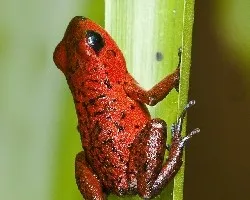 Oophaga pumilio