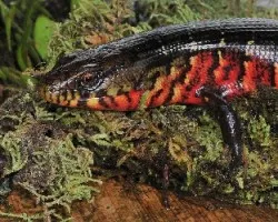 Diploglossus monotropis