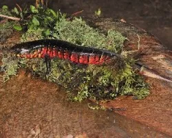 Diploglossus monotropis